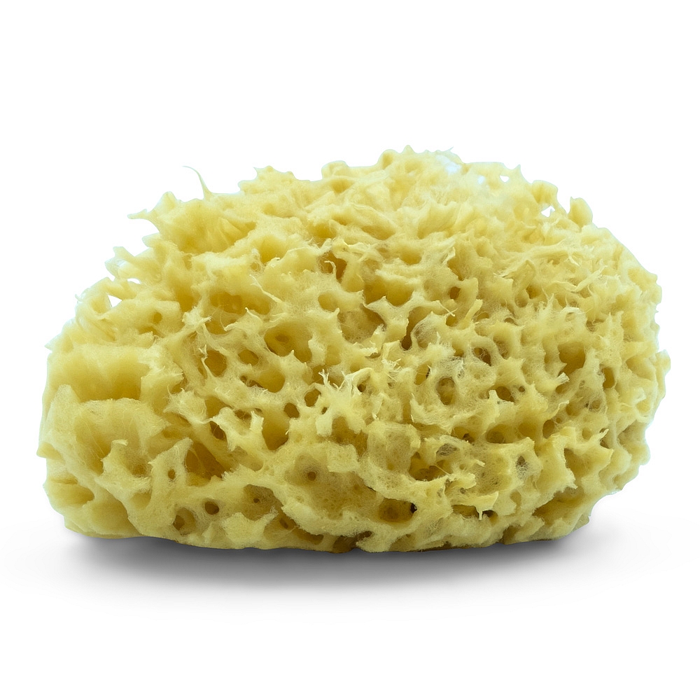 Schwamm_gross_X_4131